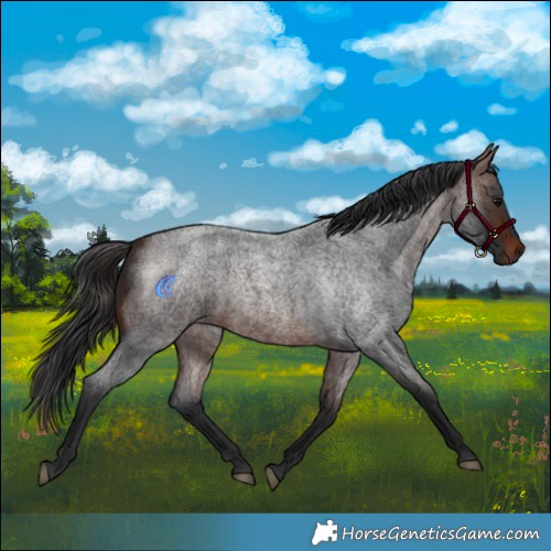 Horse Color:White Spotted Brown Roan
