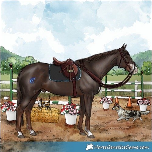 Horse Color:Liver Chestnut Sabino