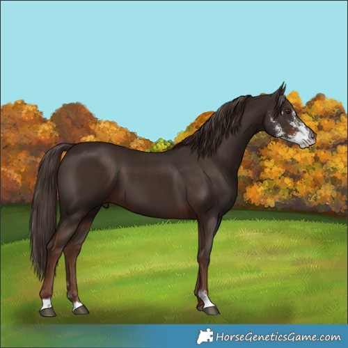 Horse Color:Liver Chestnut Sabino 
