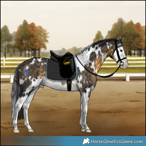 Horse Color:White Spotted Buckskin Splash Rabicano 