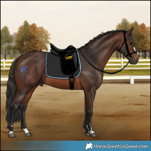 Horse Color:Brown Rabicano 
