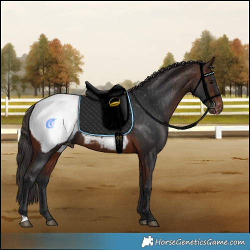 Horse Color:Brown Snowcap Rabicano 