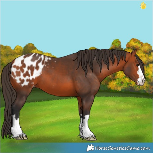 Horse Color:Bay Appaloosa 