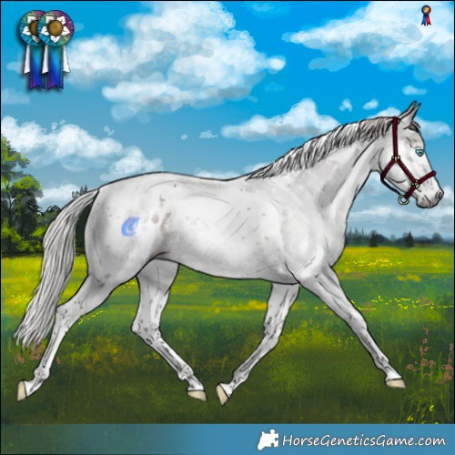 Horse Color:Gray Silver Black Splash Tobiano Blanket Rabicano 