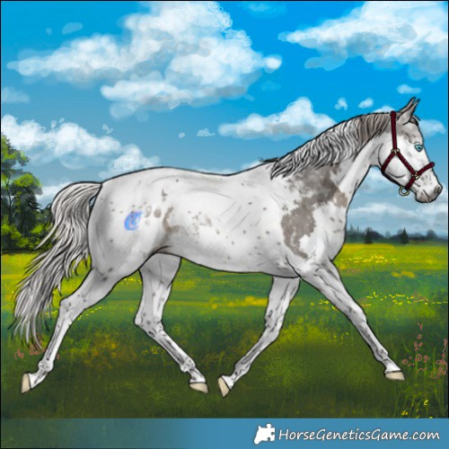 Horse Color:Gray Silver Black Splash Tobiano Appaloosa Rabicano 