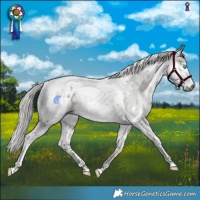 Horse Color:Gray Silver Black Splash Tobiano Blanket Rabicano 