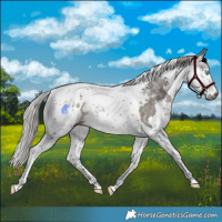 Horse Color:Gray Silver Black Splash Tobiano Appaloosa Rabicano 