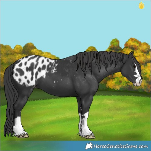 Horse Color:Black Appaloosa 