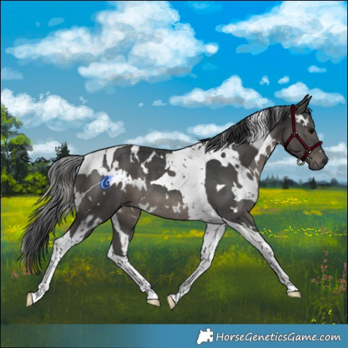Horse Color:White Spotted Black Tobiano Rabicano 