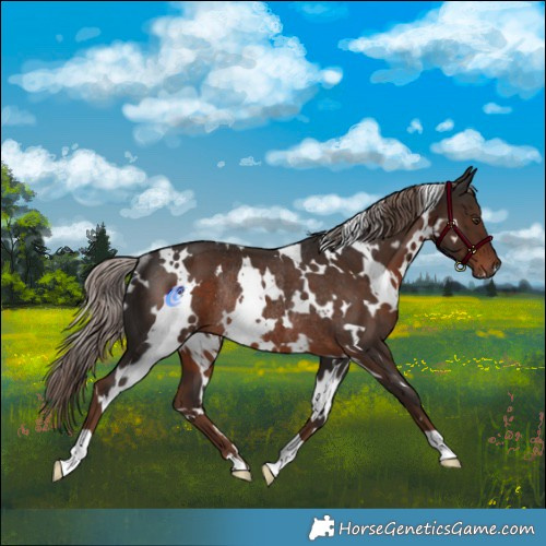 Horse Color:White Spotted Liver Chestnut Rabicano 