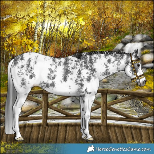 Horse Color:Gray Smoky Black Sabino Snowflake Varnish 