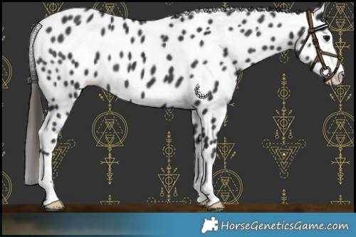 Horse Color:Smoky Black Leopard 