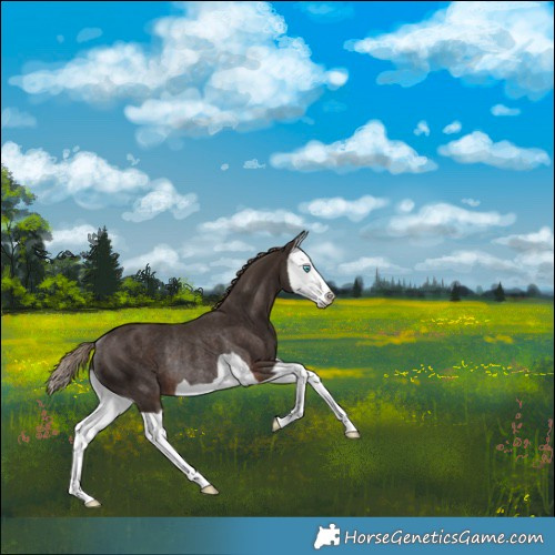 Horse Color:Liver Chestnut Splash Rabicano 