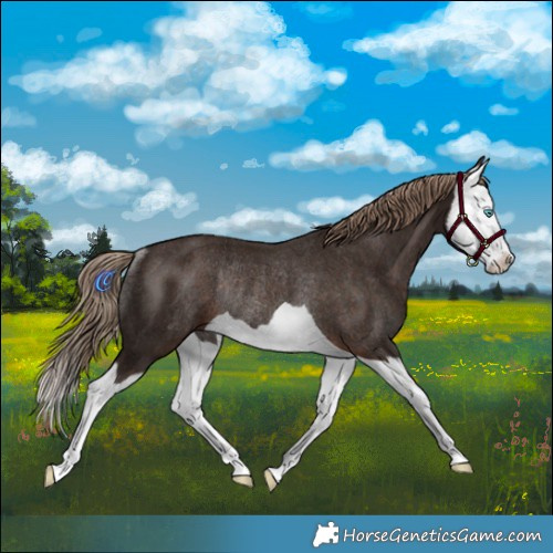 Horse Color:Liver Chestnut Splash Rabicano 