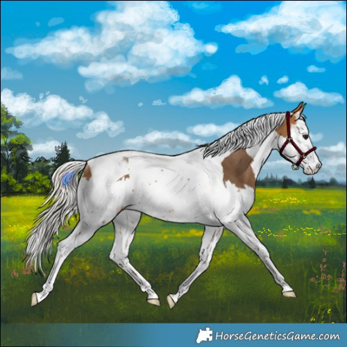 Horse Color:Silver Buckskin Splash Tobiano Rabicano 