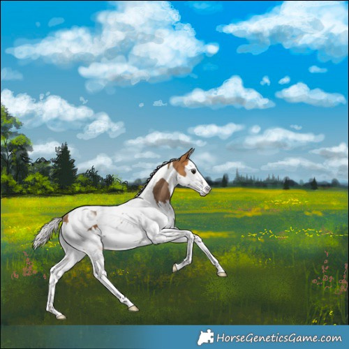 Horse Color:Silver Buckskin Splash Tobiano Rabicano