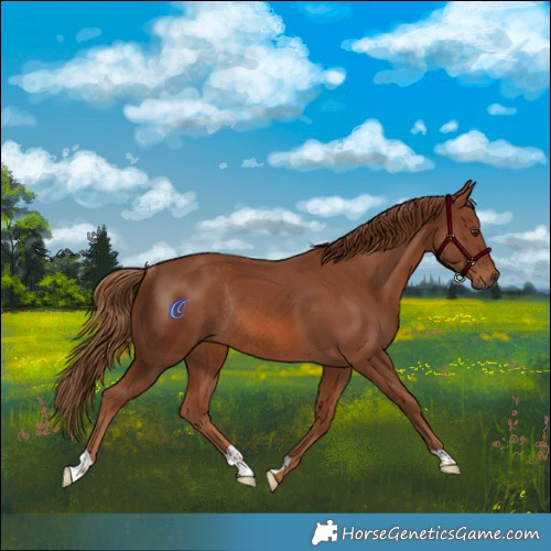 Horse Color:Chestnut Rabicano