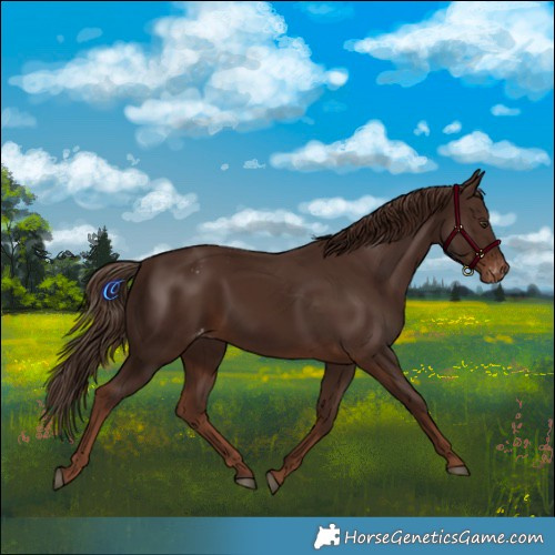 Horse Color:Liver Chestnut Appaloosa Rabicano 