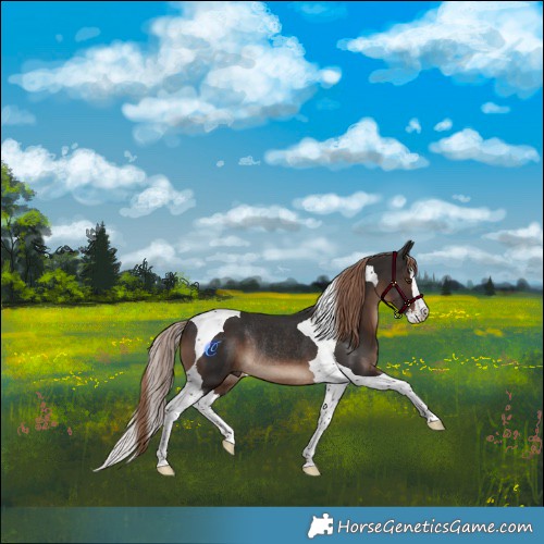 Horse Color:Liver Chestnut Splash Tobiano Rabicano 