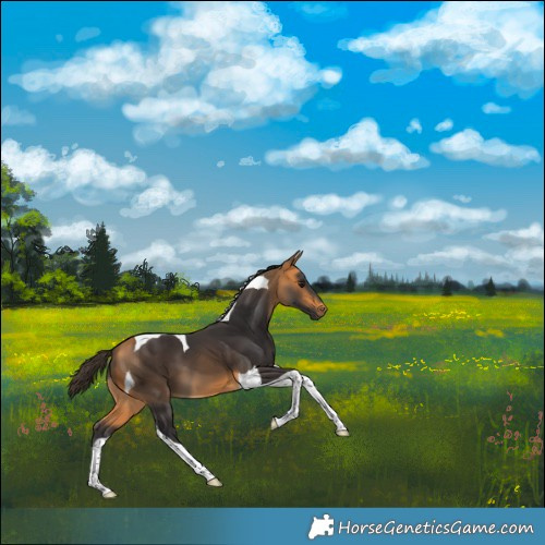 Horse Color:Buckskin Tobiano 