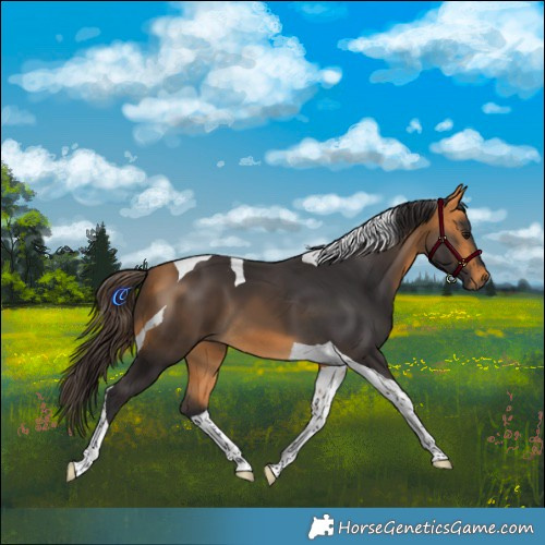 Horse Color:Buckskin Tobiano 