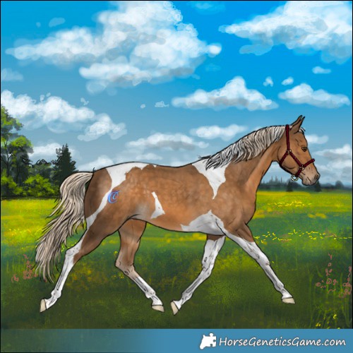Horse Color:Chocolate Palomino Tobiano 