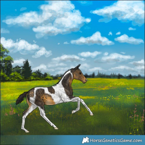 Horse Color:Buckskin Tobiano 