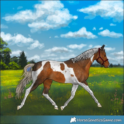 Horse Color:Chocolate Palomino Tobiano 