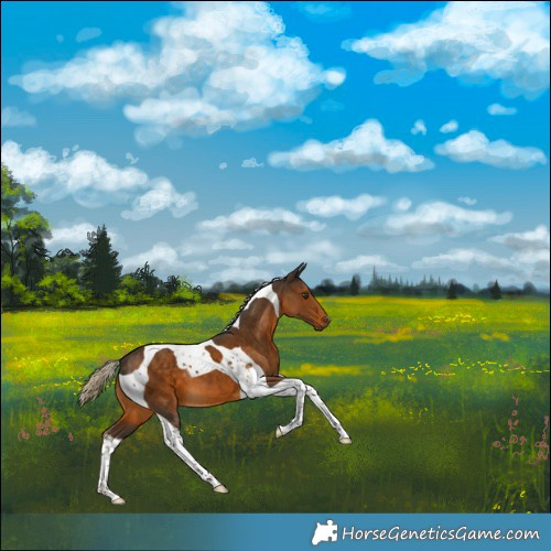 Horse Color:Chocolate Palomino Tobiano