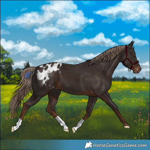 Horse Color:Liver Chestnut Appaloosa 