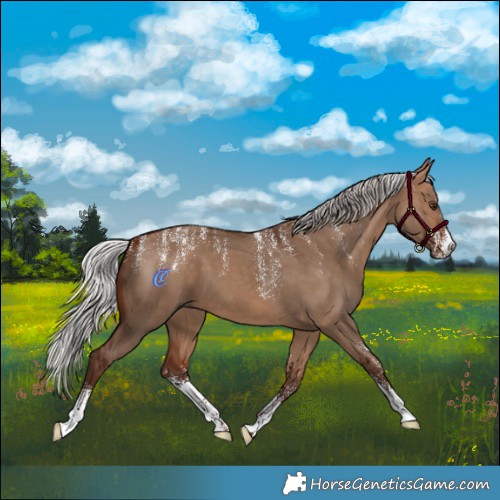 Horse Color:Powder White Silver Bay Dun 