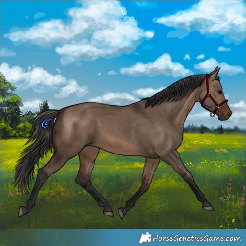 Horse Color:Brown Dun