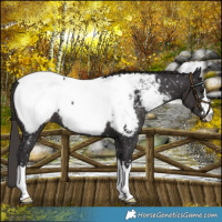 Horse Color:Smoky Black Near Fewspot