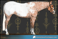 Horse Color:Silver Bay Roan Near Fewspot