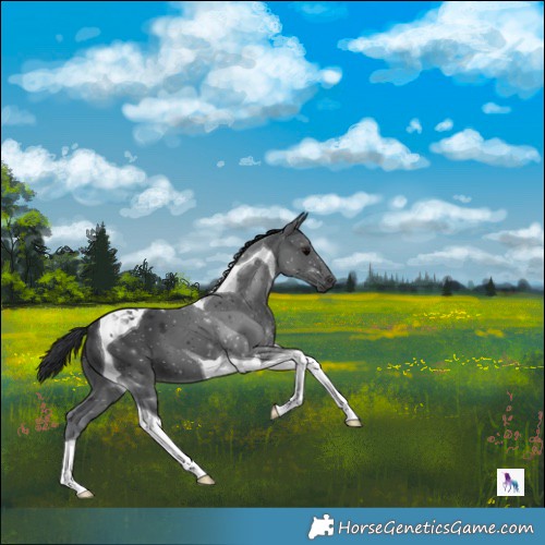 Horse Color:Black Tobiano