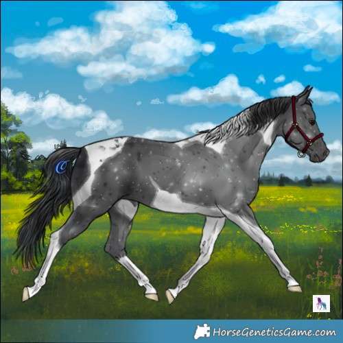 Horse Color:Black Tobiano 