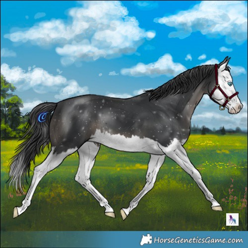 Horse Color:Black Splash 