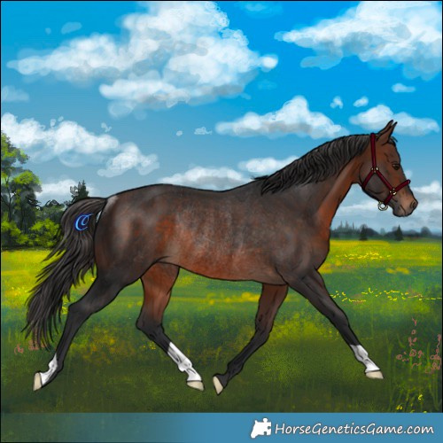 Horse Color:Brown Rabicano