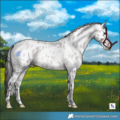 Horse Color:Brown Roan Appaloosa 