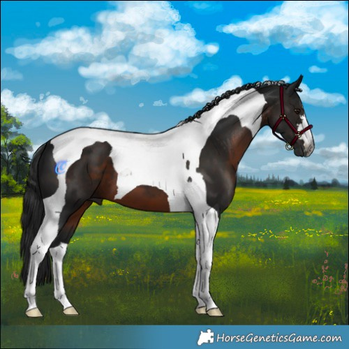 Horse Color:Gray Brown Tobiano