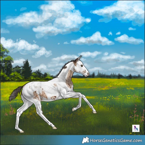 Horse Color:Liver Red Dun Splash Tobiano Appaloosa Brindle