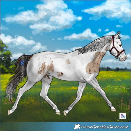 Horse Color:Liver Red Dun Splash Tobiano Appaloosa Brindle
