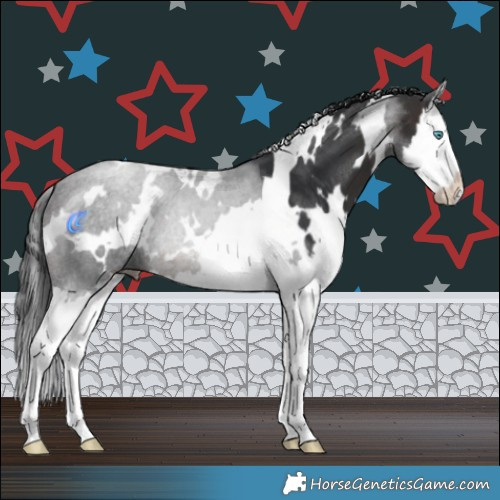 Horse Color:White Spotted Brown Splash 