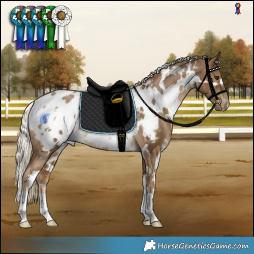 Horse Color:White Spotted Chocolate Palomino Appaloosa