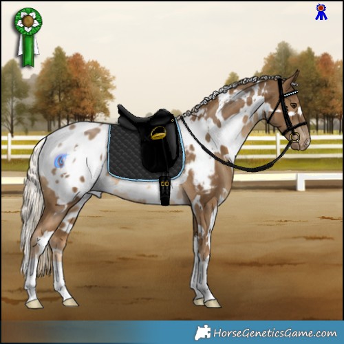 Horse Color:White Spotted Chocolate Palomino Appaloosa 