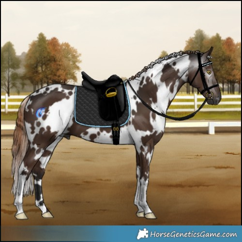 Horse Color:Gray White Spotted Liver Chestnut 