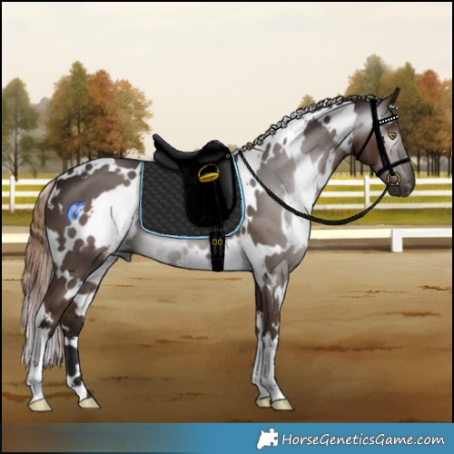 Horse Color:Gray White Spotted Liver Chestnut 