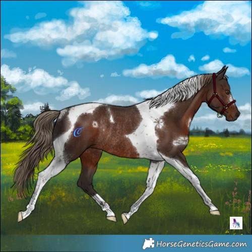 Horse Color:Liver Chestnut Tobiano Rabicano 
