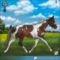 Horse Color:Liver Chestnut Tobiano Rabicano 