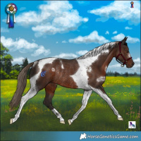 Horse Color:Liver Chestnut Tobiano Rabicano